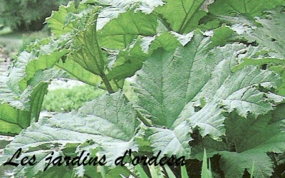 Gunnera manicata (rhubarbe géante du brésil)
